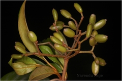 Viburnum punctatum